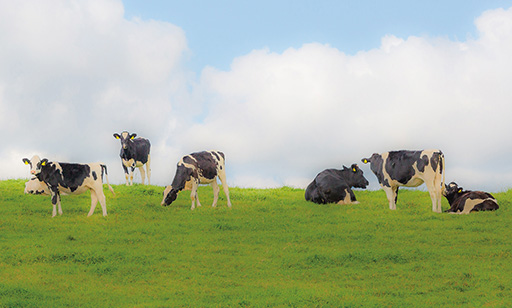 牛たちが快適に育つ環境